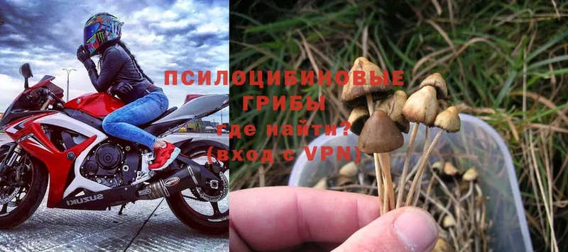 Псилоцибиновые грибы Psilocybine cubensis  продажа наркотиков  нарко площадка клад  Вятские Поляны 